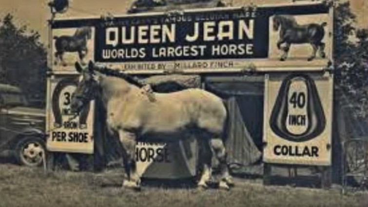  Brooklyn Supreme - Belgian Draft Horses